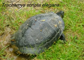 Trachemys scripta elegans